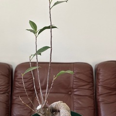 観葉植物　ガジュマル(F)の画像