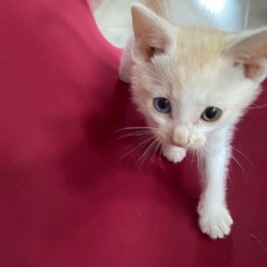 🌻生後一ヶ月の猫チャン🌻