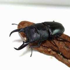 本土ヒラタクワガタ60mm ペアの画像