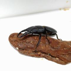 本土ヒラタクワガタ60mm ペアの画像