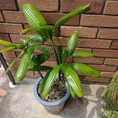　カンノンチク？　観葉植物の画像