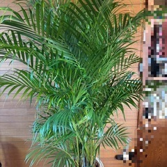 アレカヤシ お取引中の画像