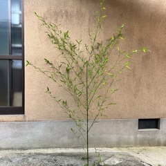 無料　竹、七夕