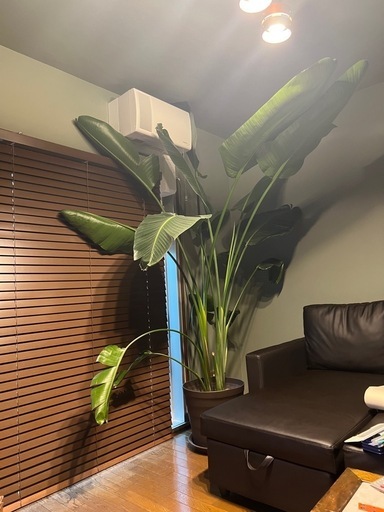 超大型観葉植物ストレリチアオーガスタ