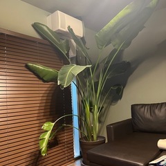 超大型観葉植物ストレリチアオーガスタ