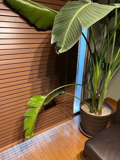 超大型観葉植物ストレリチアオーガスタ