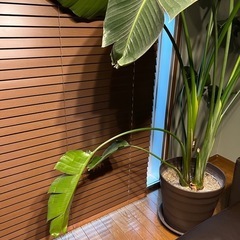 ストレリチアオーガスタ　観葉植物 超大型 超大型観葉植物ストレリチアオーガスタ