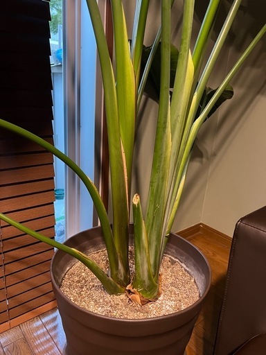 超大型観葉植物ストレリチアオーガスタ