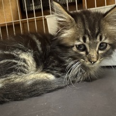 長毛さび子猫