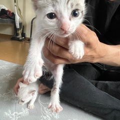 サバ白っぽい男の子　生後3週間程