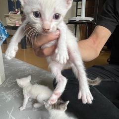 シャム柄の男の子　生後3週間程