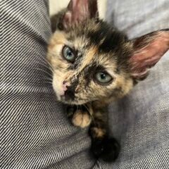 サビ猫2ヶ月😺
