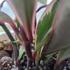 （お話中）お値下げ　ペペロミア・ジェリーライト斑入り鉢込み　観葉植物の画像