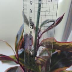 （お話中）お値下げ　ペペロミア・ジェリーライト斑入り鉢込み　観葉植物の画像