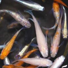 高級メダカの成魚20匹を譲渡します