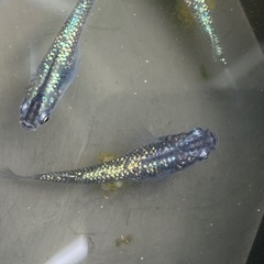 黒ラメ幹之(メダカ)の画像