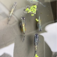 黒ラメ幹之(メダカ)の画像