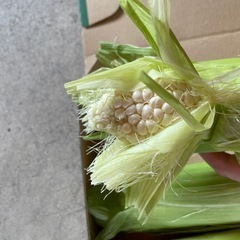香川県産とうもろこし ３本ピュアホワイト の画像