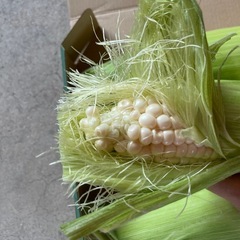 香川県産とうもろこし ３本ピュアホワイト の画像