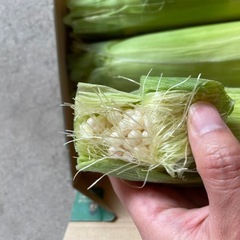 香川県産とうもろこし ３本ピュアホワイト の画像