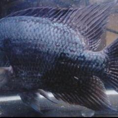 BIGサイズ　フラワーホーン✕パロットのハイブリッド　希少　大型魚　21cm程度　アロワナ、ダトニオのお供に！（900水槽　1200水槽　1500水槽向け）の画像