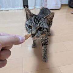 レモンちゃん　キジトラ　女の子　2歳