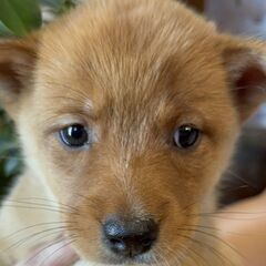 お喋り大好きな3姉弟の『ごの』ちゃん