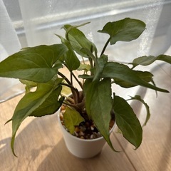 観葉植物　シンゴニウム