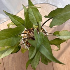 観葉植物　シンゴニウムの画像