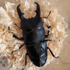 対馬ヒラタクワガタB品　の画像