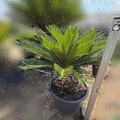 ソテツ そてつ 蘇鉄 庭木　植木　引き取り限定　の画像