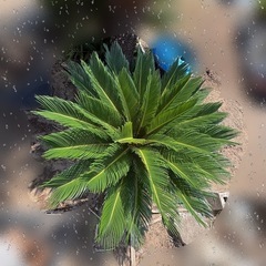 ソテツ そてつ 蘇鉄 庭木　植木　引き取り限定　の画像