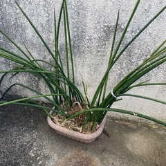 植物3種