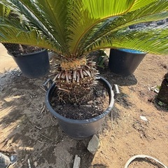 ソテツ そてつ 蘇鉄 庭木　植木　引き取り限定　の画像