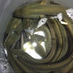 5️⃣  うなぎ釣りなら鰻遊会✨　　　　　　ライングルチャ…