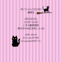 🩷生後２ヶ月〜３ヶ月の子猫大集合🩷