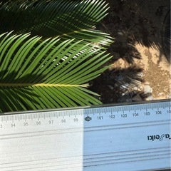 ソテツ そてつ 蘇鉄 庭木　植木　引き取り限定　の画像