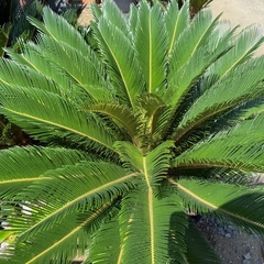 ソテツ そてつ 蘇鉄 庭木　植木　引き取り限定　の画像