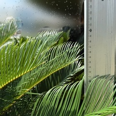 ソテツ そてつ 蘇鉄 庭木　植木　引き取り限定　の画像