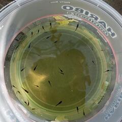 　MARIMOYA　【高級メダカ】🐟　稚魚R7.6月生まれ？　1...