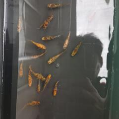 選別漏れメダカ無料で差し上げます