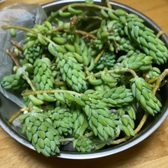 多肉植物、玉つつりカット穂アロマティカス等　(残りは5、6穂)