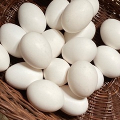 採りたて果物　すいかメロンの画像