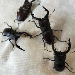 ノコギリクワガタの画像