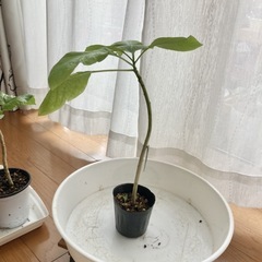 トランペットエンジェルス　観葉植物　の画像