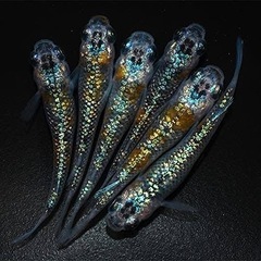 メダカ　ユリシス✨の画像