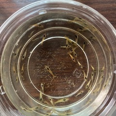 エビ🦐 2センチ位なくなり次第終了