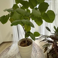ウンベラータの画像