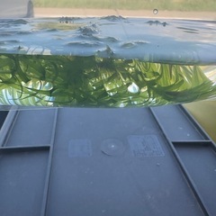 水草　アナカリスの画像