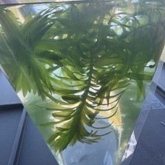 水草　アナカリスの画像